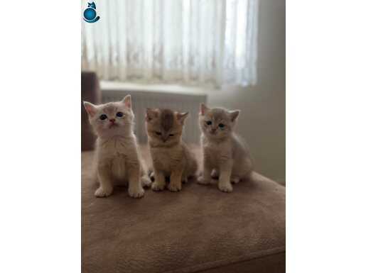 British shorthair gold&silver yavrular