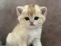 Zümrüt Bakışlı Safkan British Shorthair Ny25 Golden Yavrusu