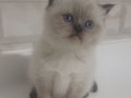 Zümrüt Bakışlı Safkan British Shorthair Ny25 Golden Yavrusu