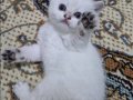 Zümrüt Bakışlı Safkan British Shorthair Ny25 Golden Yavrusu