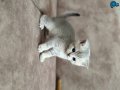 1 aylık British shorthair silver 
