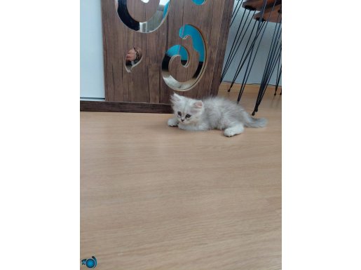 2 Aylık Akıllı ve Oyuncu İnsan Dostu