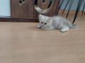 2 Aylık Akıllı ve Oyuncu İnsan Dostu