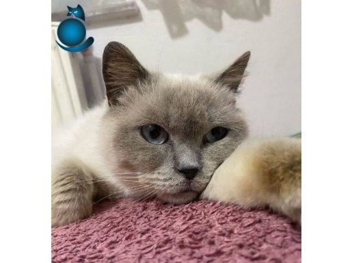 Siyam Kedi ve Yavruları Sahiplendirme