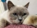 Siyam Kedi ve Yavruları Sahiplendirme