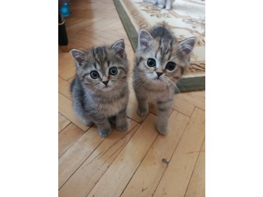 British Shorthair Yavrular.. 