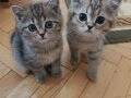 British Shorthair Yavrular.. 