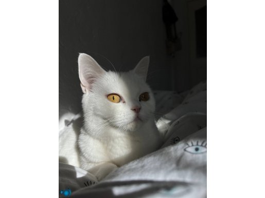 British Shortair LEYLA KEDİ