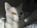 British Shortair LEYLA KEDİ