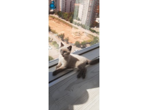 ÇOK KALİTELİ VE SEVİMLİ