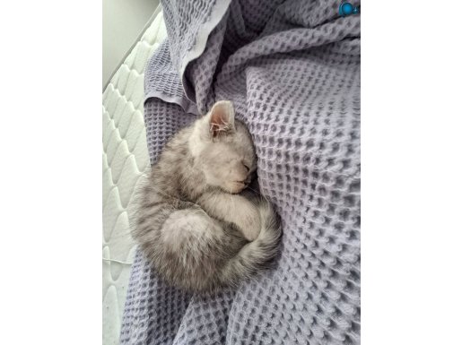 British shorthair 1 bucuk aylık