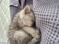 British shorthair 1 bucuk aylık