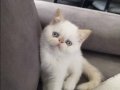 Show kalite ırk garantili bebeklerimiz 
