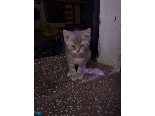 Erkek kedi