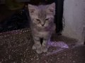    Erkek  kedi