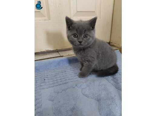 British Shorthair