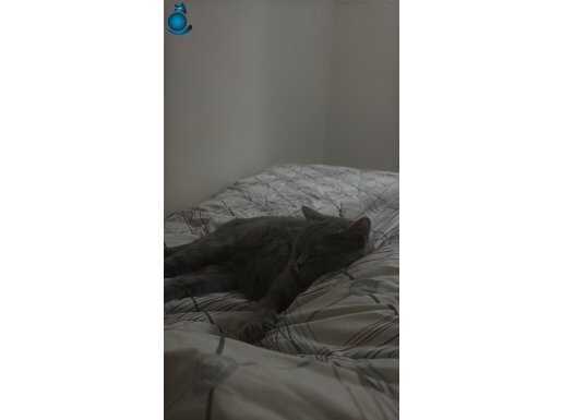 Kedi sahiplenme