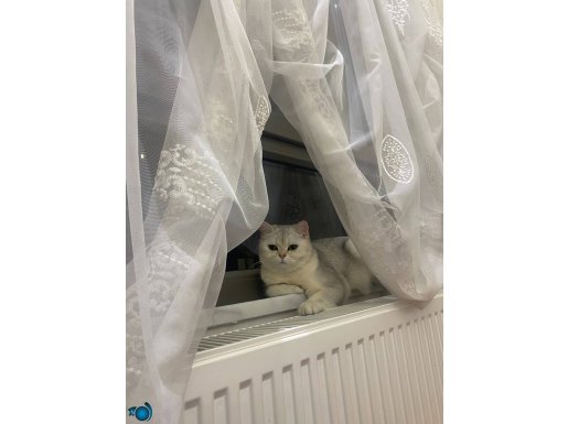 Alerjimden dolayı sahiplendiriyorum kısır dişi