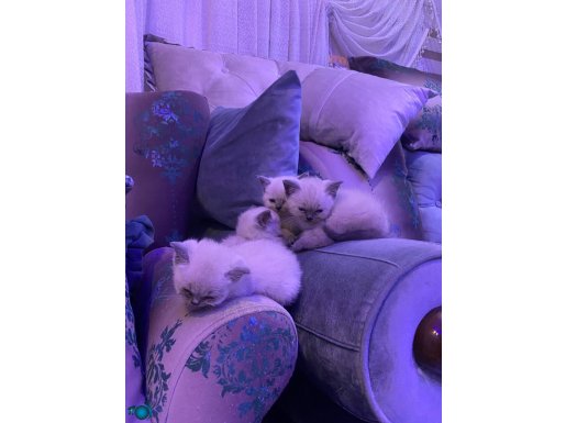 2 Aylık yeni bebelerimiz