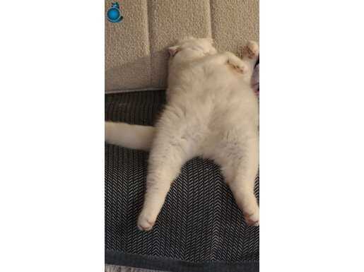 Ümraniye’de Tuvalet Eğitimli, Karakterli Scottish Fold