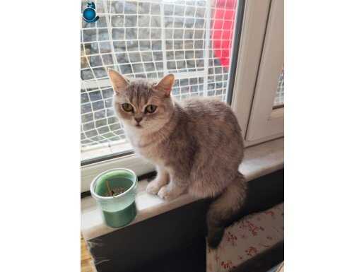 Nisan Doğumlu Safkan British Shorthair - Karakterli ve Eğitimli Genç Dişi