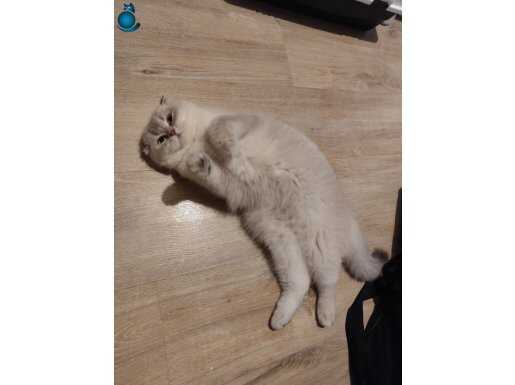 Nisan Doğumlu Safkan Scottish Fold: Tuvalet Eğitimli Sakin Karakter