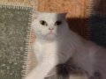 Orijinal ırk yaklaşık bir buçuk aylık yavrular