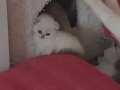 Scottish fold ve british shorthair 