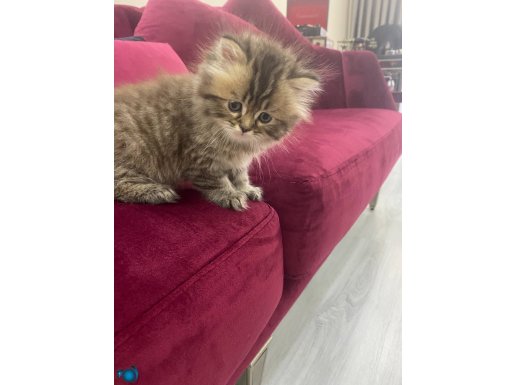 Çok sakin tatliş brhitish longhair 