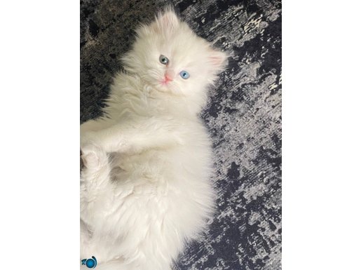 Orjinal güzeller güzeli longhair yavrular