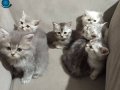 Bebislerim yeni ailelerini bekliyorr