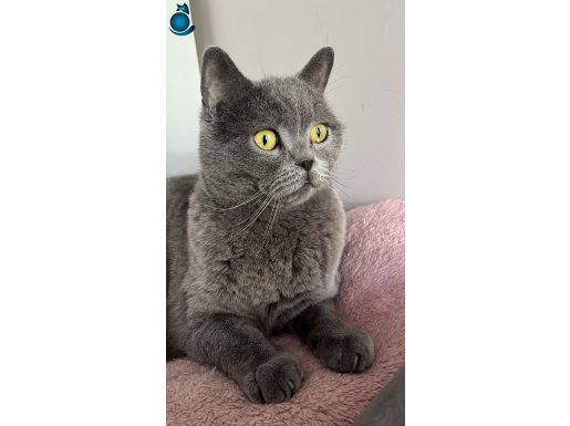 BRITISH SHORTHAIR KISIR GRI