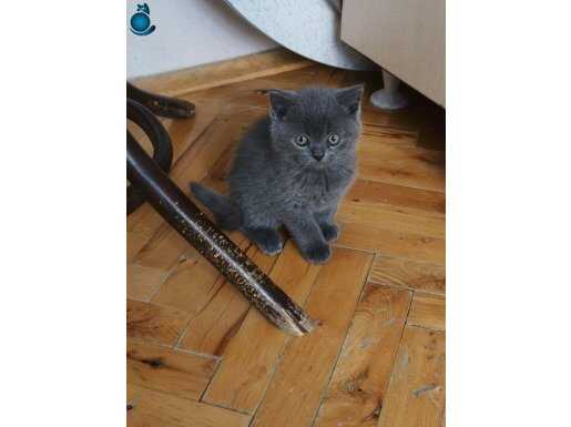 British Shorthair Scotish 