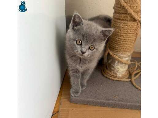 British Shorthair Scotish 