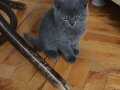 British Shorthair Scotish 
