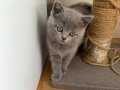 British Shorthair Scotish 