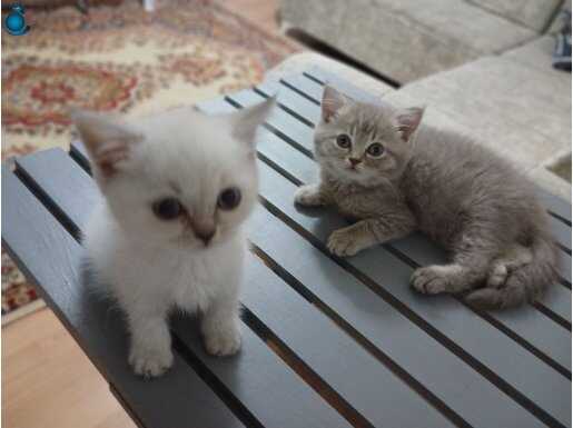 Bembeyaz pamuk PRENSim 