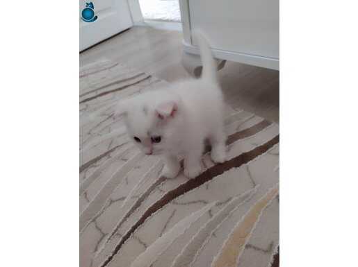 Sütlaç