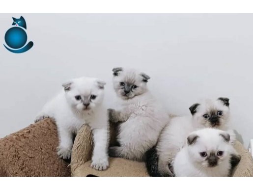 British Short Hair erkek yavru kedi