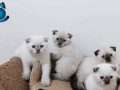 British Short Hair erkek yavru kedi