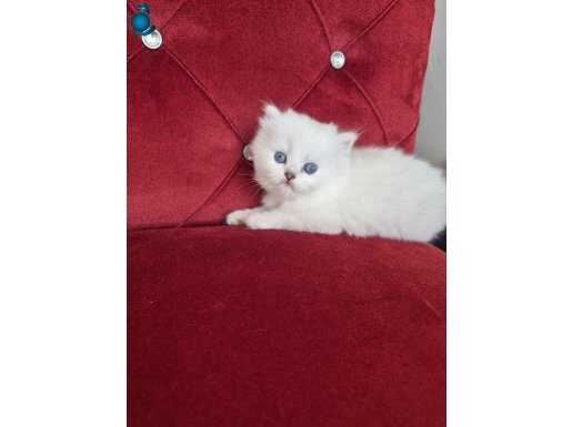 SCOTIC FOLD LONG HAIR ANNE BABA FUL SCR LI YAVRULAR 