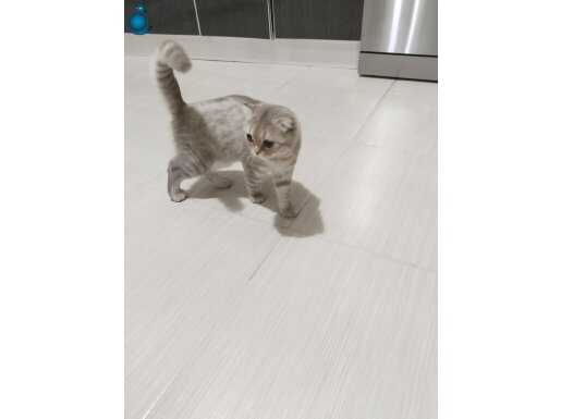 Oyuncu ve evcil wc egitimli aşıları yapıldı