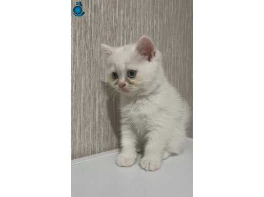 Highland Fold baba ve anne British shorthairden yavrular