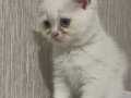 Highland Fold baba ve anne British shorthairden yavrular
