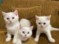 HİGHLAND FOLD x BRİTİSH SHORTHAİR yavru