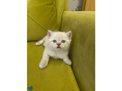 BRİTİSH KARDEŞLER 