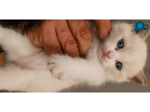 British shorthair minnoşlar 
