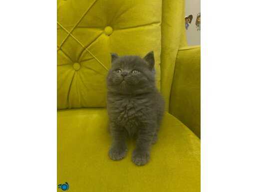 British shorthair Safkan ERKEK