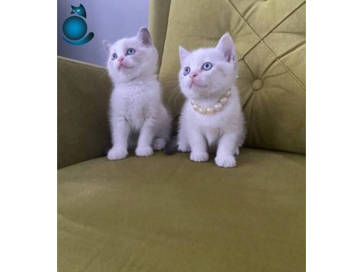 British Safkan dişi bebeişlermiz 