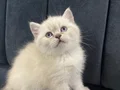 AAA KALİTE AYI SURAT TOP KAFA ERKEK